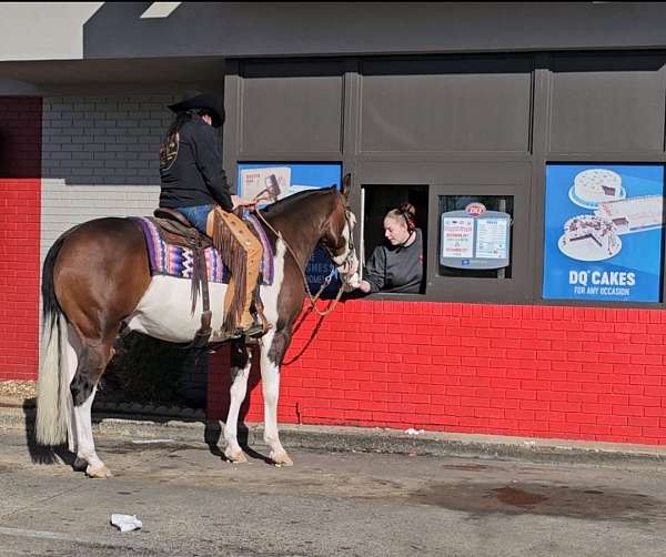 ridden-english-quarter-horse