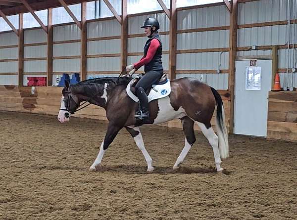 working-cattle-quarter-horse