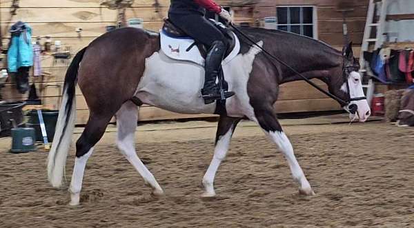 working-cow-quarter-horse