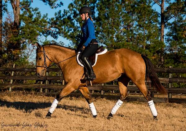 driving-quarter-horse