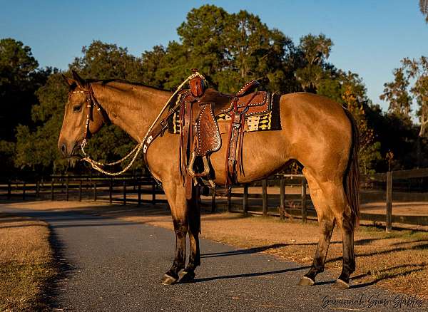 flashy-quarter-horse