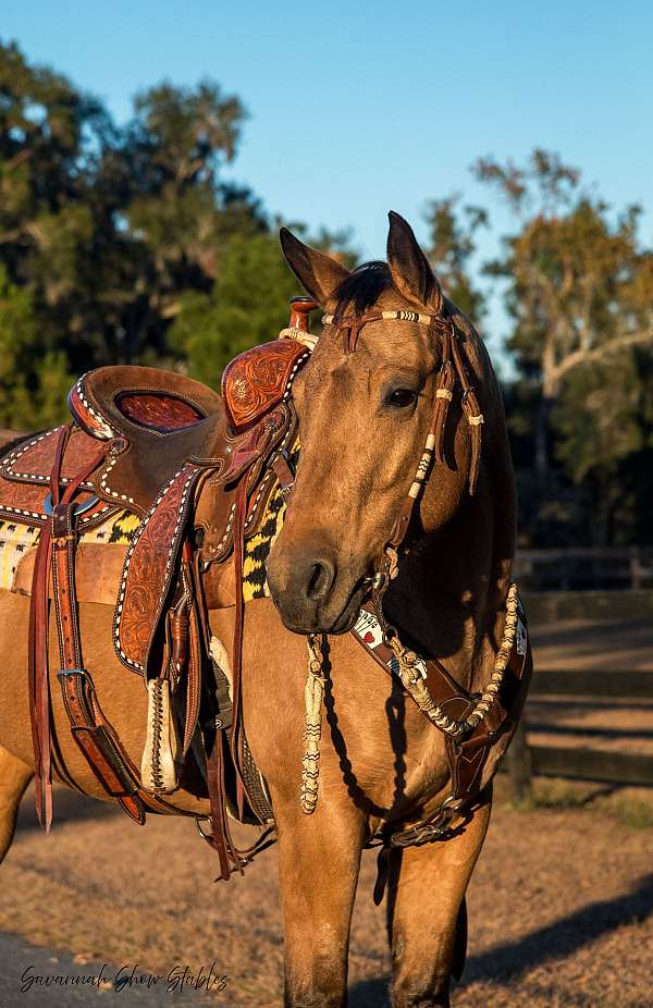 jumping-quarter-horse