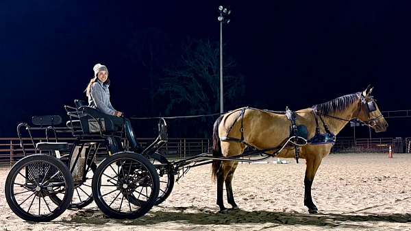 parade-quarter-horse