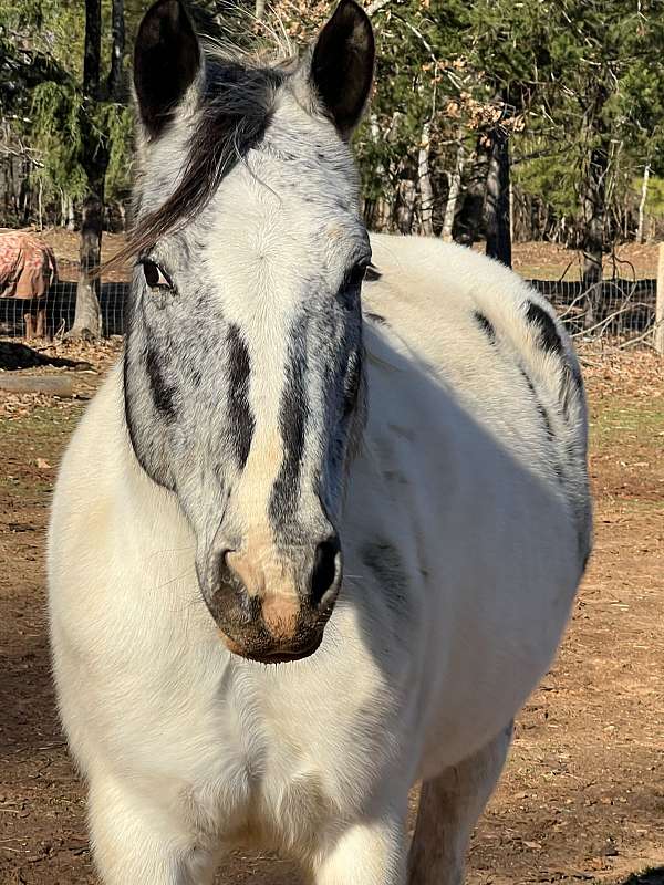 ranch-appaloosa-paint-horse