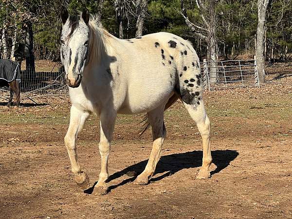 trail-riding-appaloosa-paint-horse