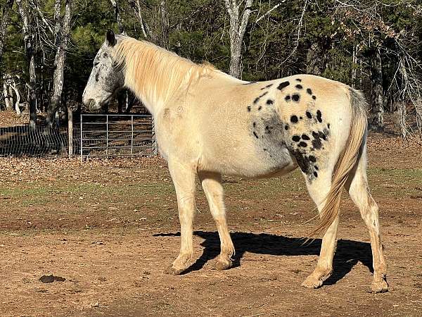 appaloosa-paint