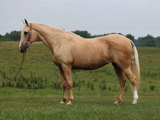 palomino-blaze-horse