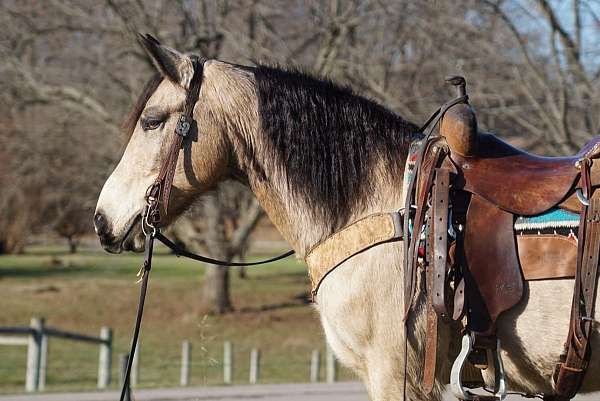 buckskin-none-horse