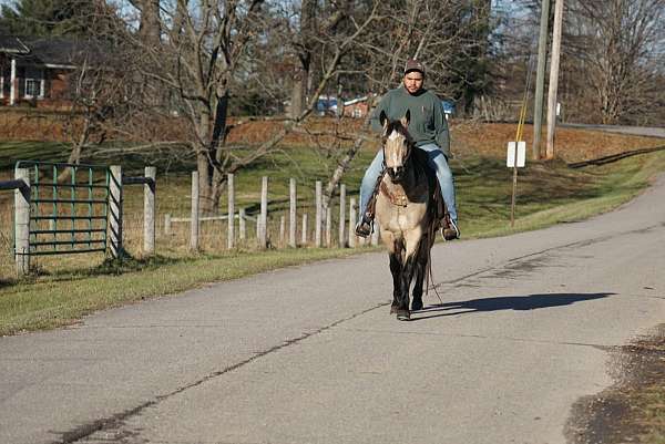 14-hand-quarter-horse-mare