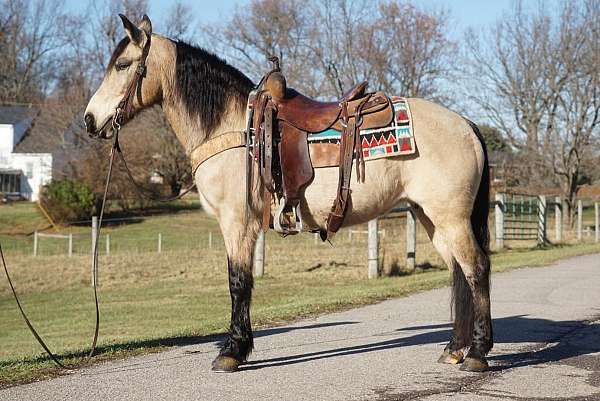 buckskin-quarter-horse-mare