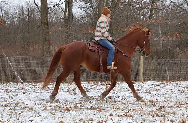 buckskin-none-horse