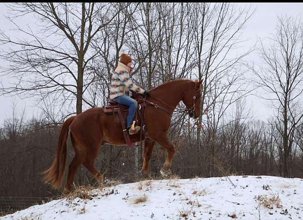 14-hand-quarter-horse-mare