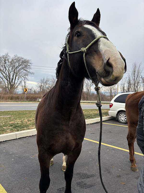 athletic-draft-horse