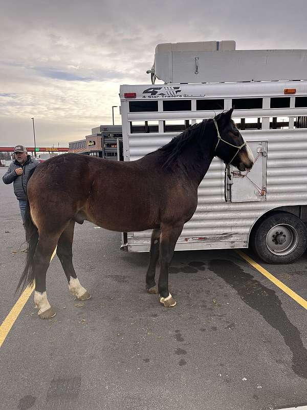 draft-horse