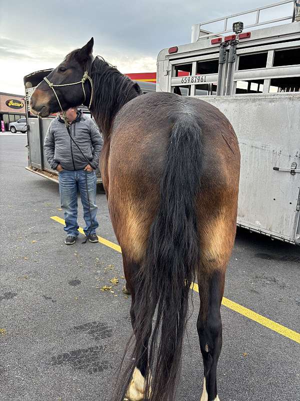 mounted-patrol-draft-horse