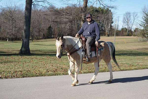 beginner-safe-quarter-horse