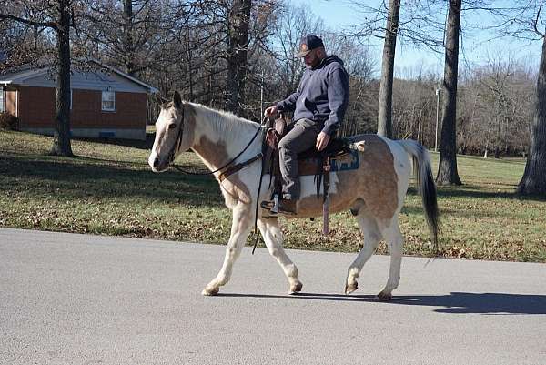 paint-quarter-horse