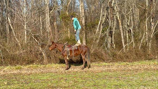 buckskin-tobiano-4-stockings-horse