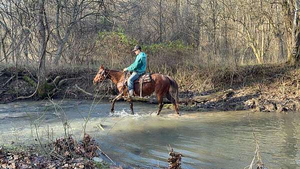 beginner-safe-quarter-horse