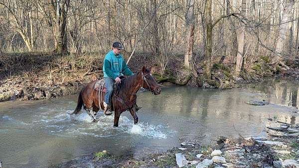 ranch-work-quarter-horse