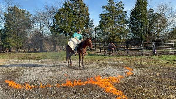 family-horse-quarter