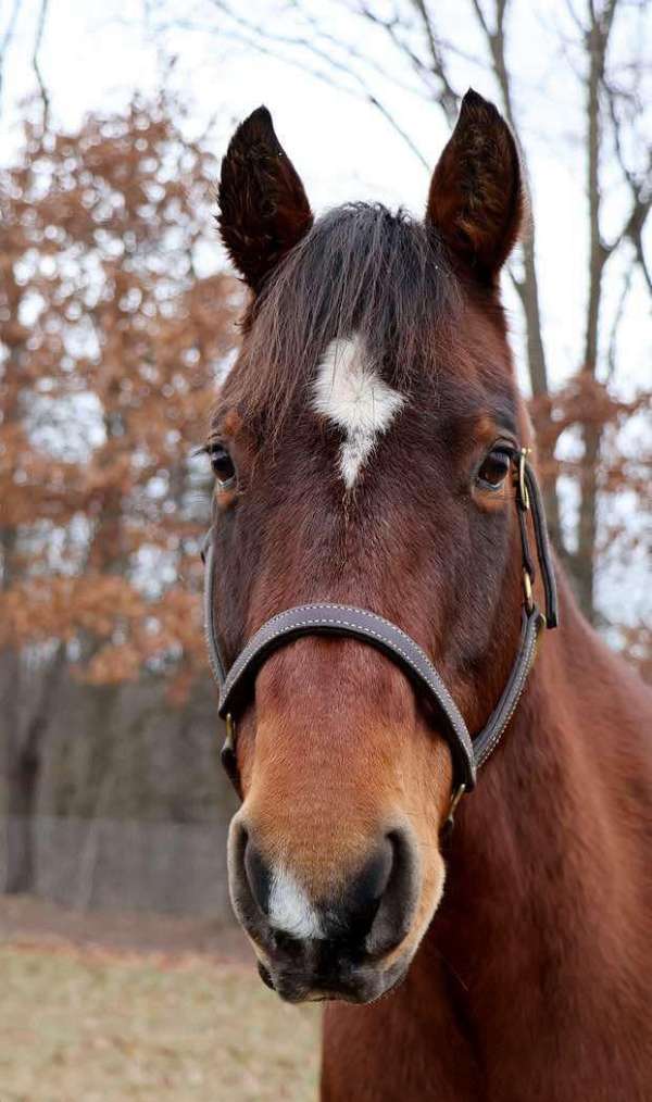 beginner-safe-quarter-horse