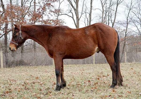 family-horse-quarter