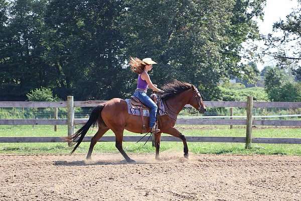 ranch-work-quarter-horse