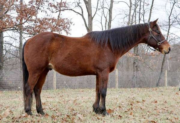 trail-quarter-horse