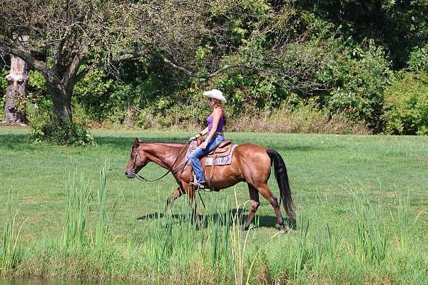 beginner-quarter-horse