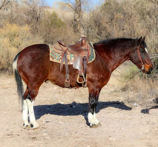 bay-tobiano-4-stockings-horse