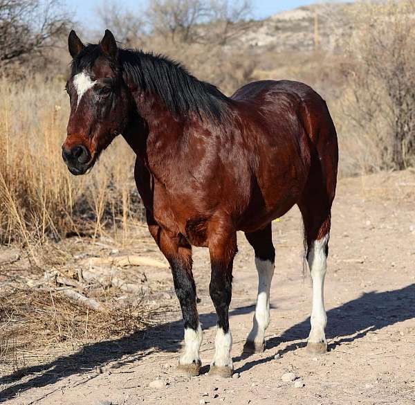 ranch-work-quarter-horse