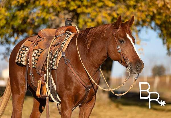 ranch-work-quarter-horse