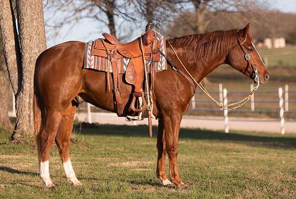 husband-safe-quarter-horse