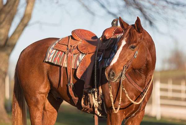 kid-safe-quarter-horse