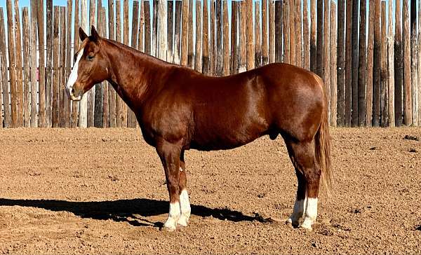 ranch-work-quarter-horse