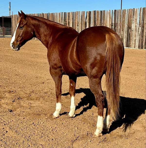 family-horse-quarter