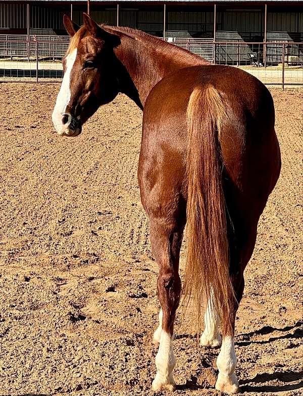 trail-quarter-horse