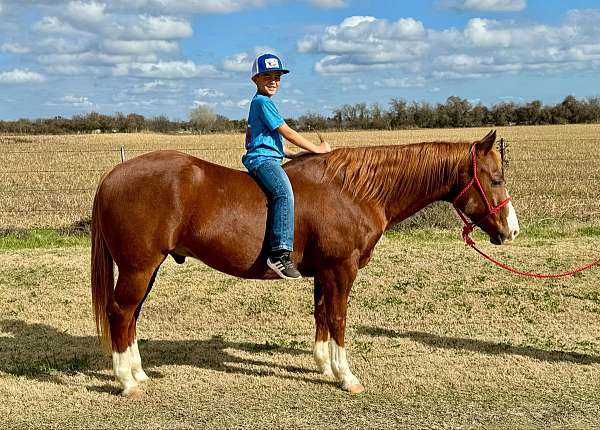 athletic-quarter-horse