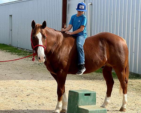 beginner-quarter-horse