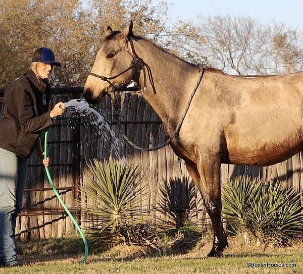 ranch-work-quarter-horse