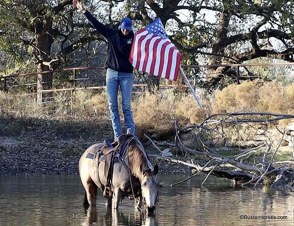 beginner-safe-quarter-horse