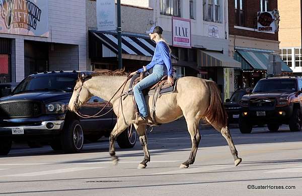 trail-quarter-horse