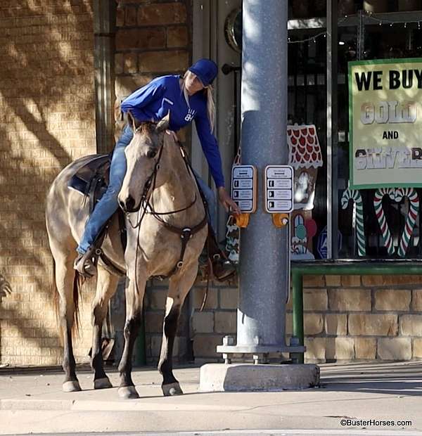 all-around-quarter-horse