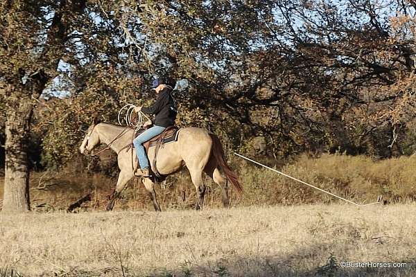 beginner-quarter-horse