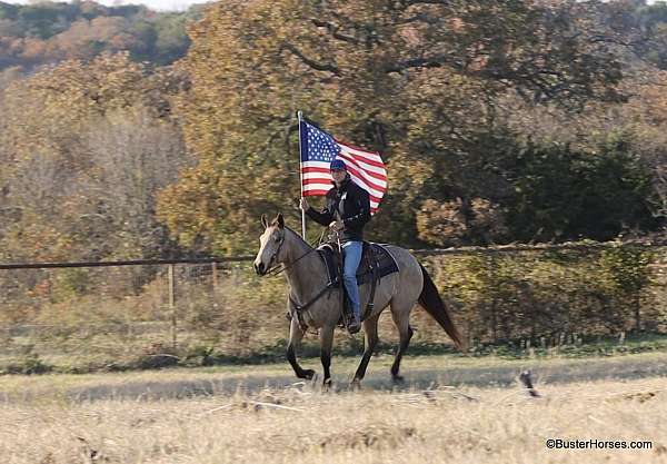 flashy-quarter-horse