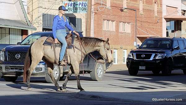 ranch-quarter-horse