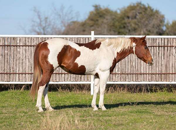 buckskin-none-horse