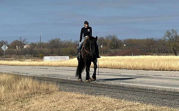 beginner-safe-percheron-horse