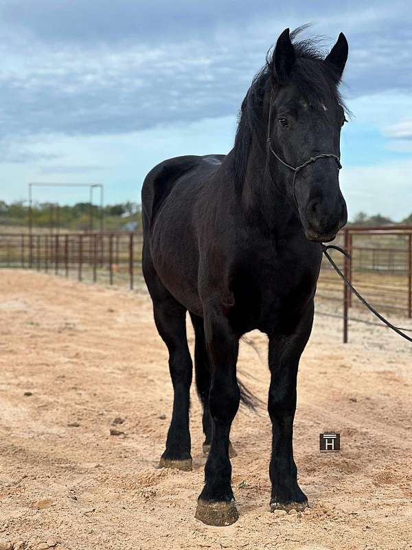 family-horse-percheron